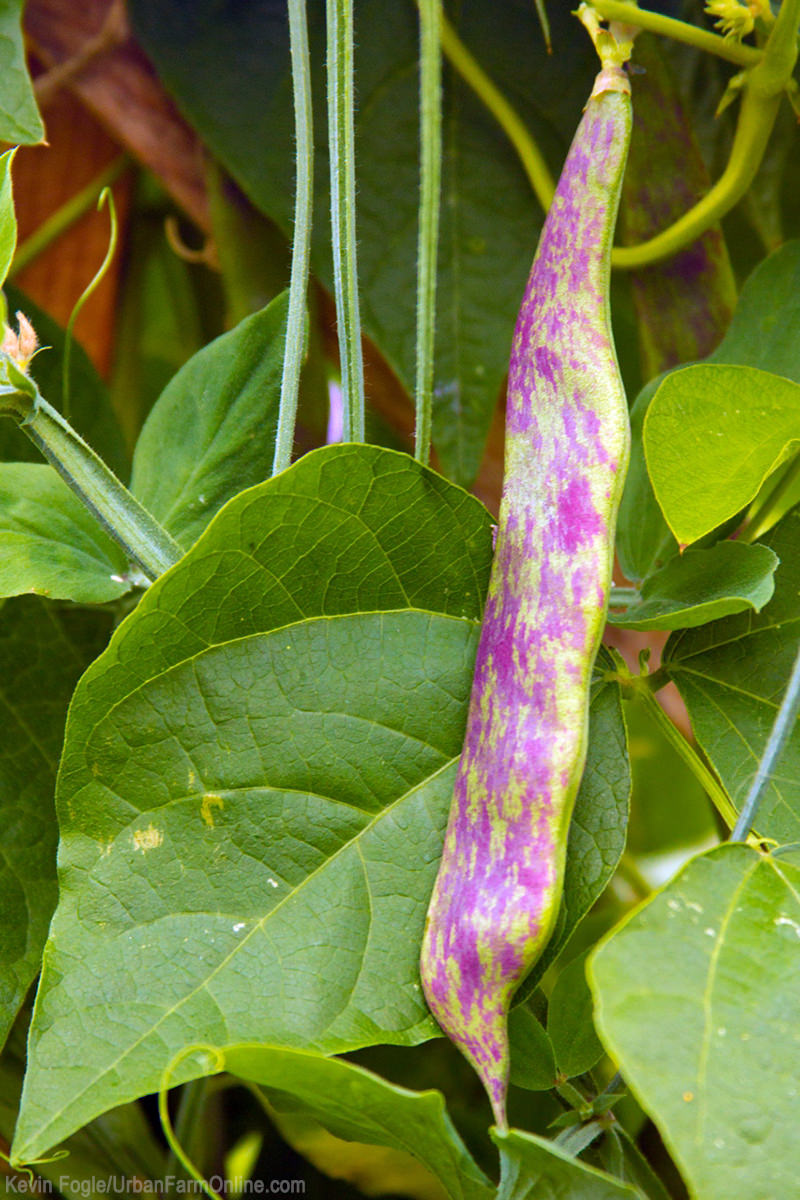 Grow This: Dragon's Tongue Beans Grow This: Dragon's Tongue Beans