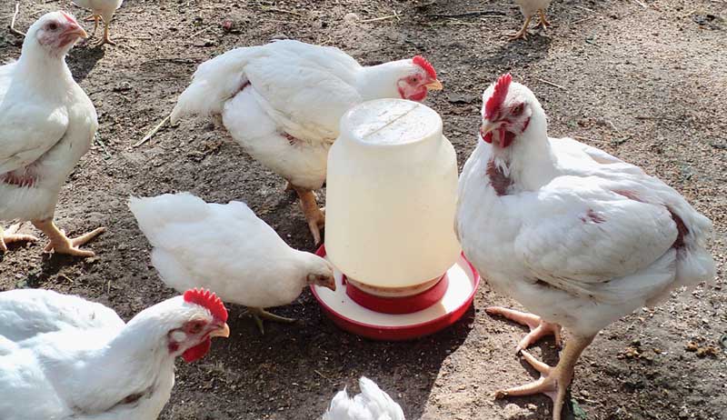 chicks waterer feed supplies equipment
