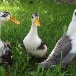 Raising Ducks for Eggs: 6 Best Breeds