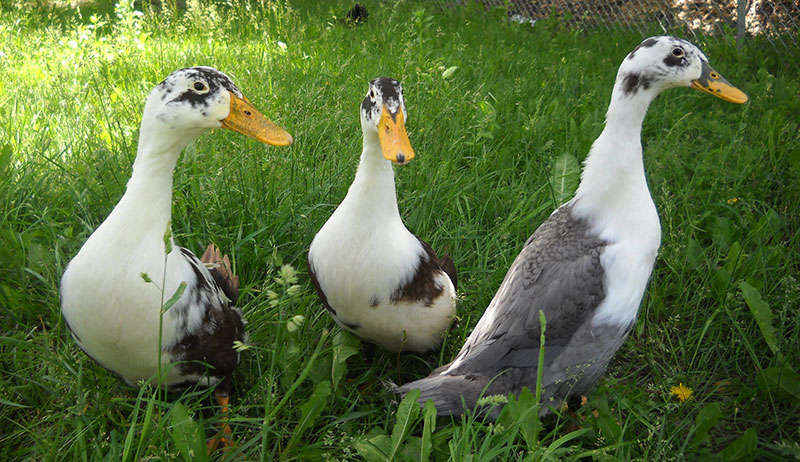 duck breeds eggs ancona