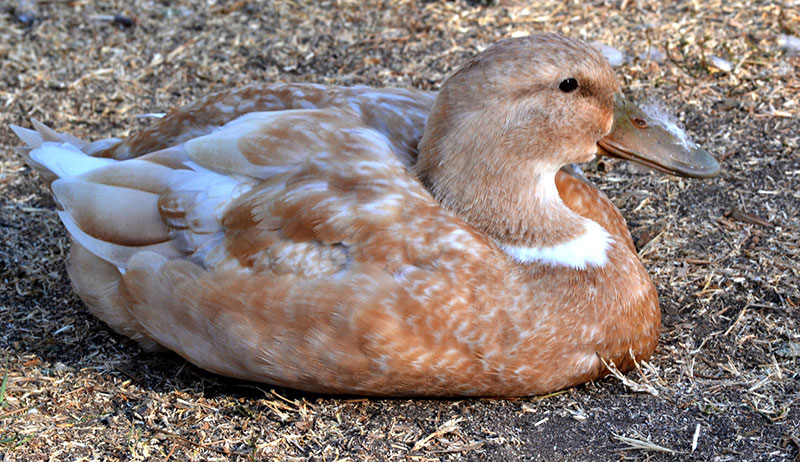 buff duck sitting on the ground can be used when raising ducks for eggs or meat