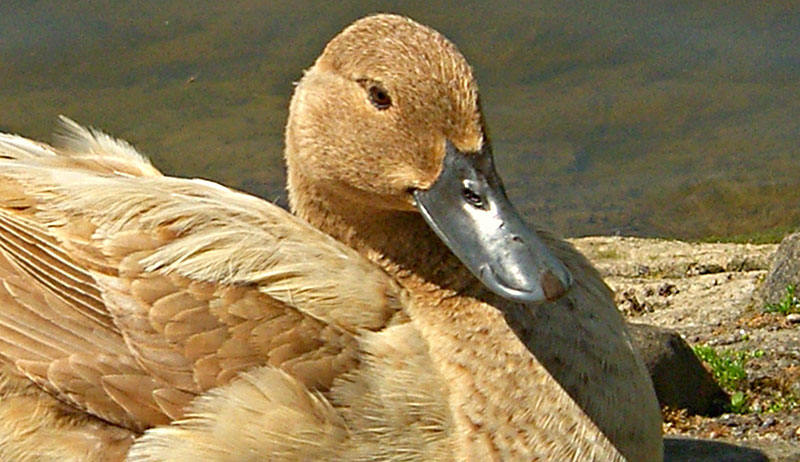 campbell duck sitting in sun near water is one of the best breeds when raising ducks for eggs