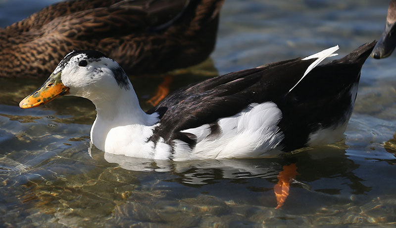 duck breeds eggs magpie