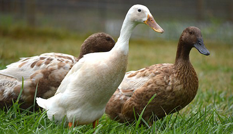 runner ducks walking in grass on farm raising ducks for eggs