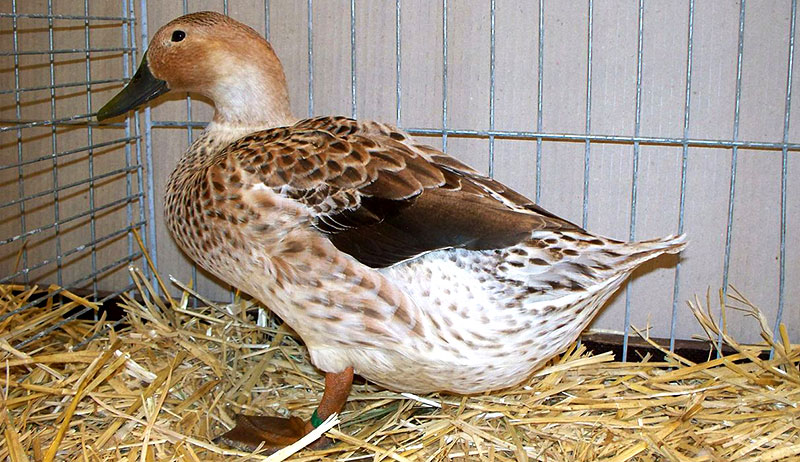welsh harlequin duck in cage with straw can be used when raising ducks for eggs