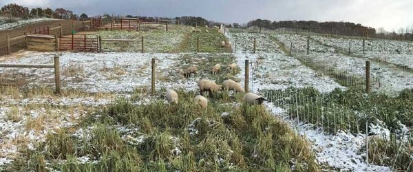 Go Ahead & Graze Your Livestock On Winter Pasture