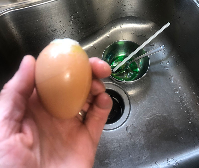 chickens eating eggs