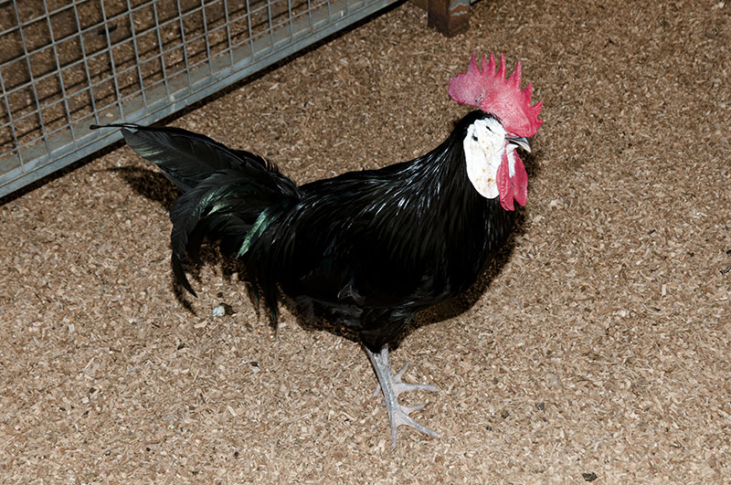 spanish endangered chicken breeds