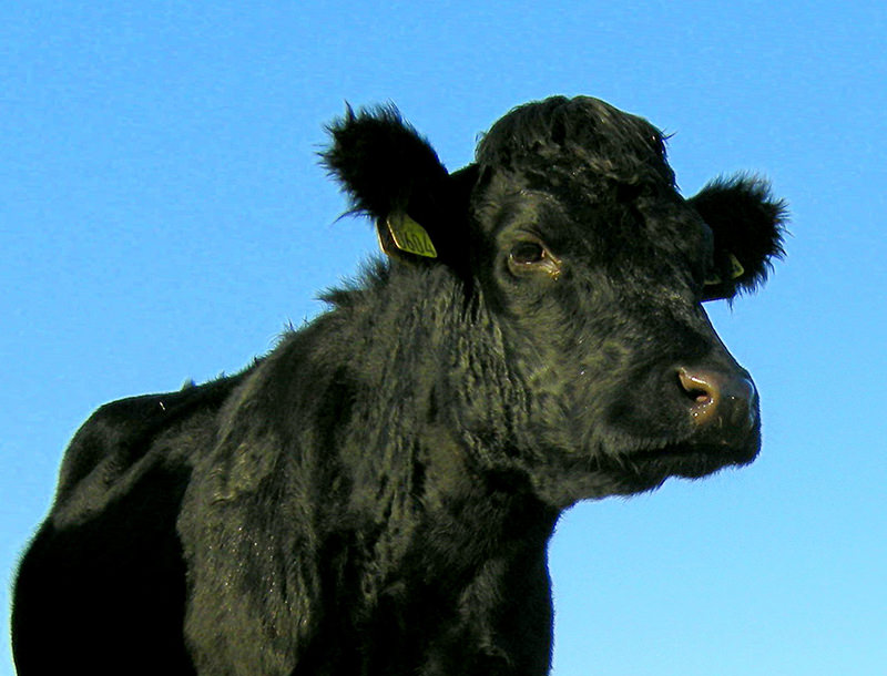 farm animals dexter cattle city urban breeds