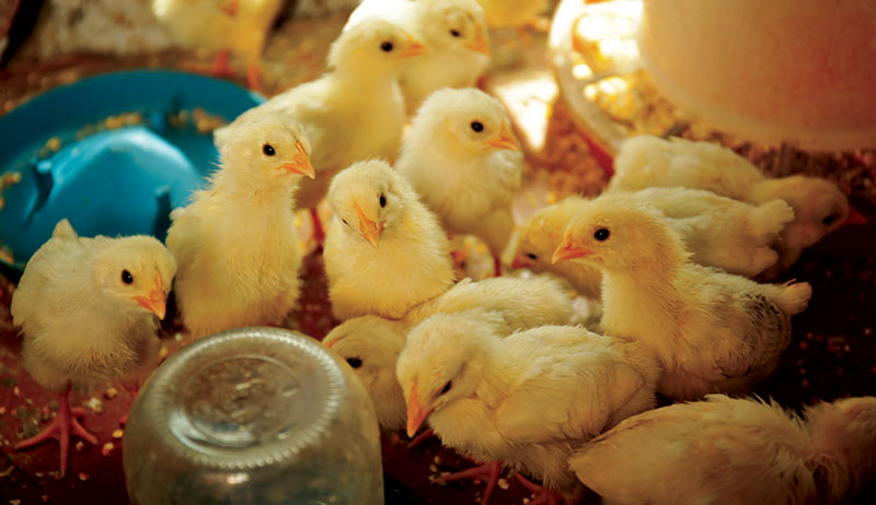 female broilers chickens chicks