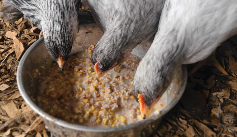 chicken feed ferment fermentation