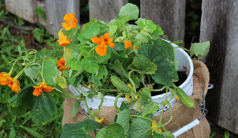 Bucket Garden: Use a 5-Gallon Bucket To Grow Veggies