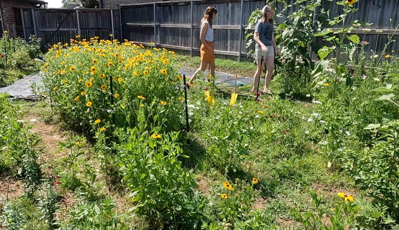 cut flower flowers garden farm business