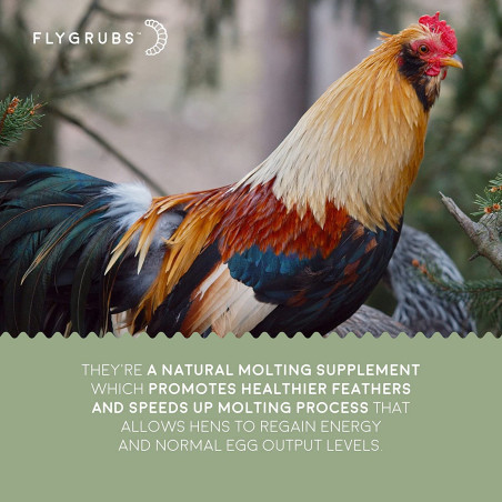 FLYGRUBS | Dried Black Soldier Fly Grubs for Birds Hens Ducks Reptiles (1 lb) -  Non-GMO - 85X More Calcium Than Meal Worms