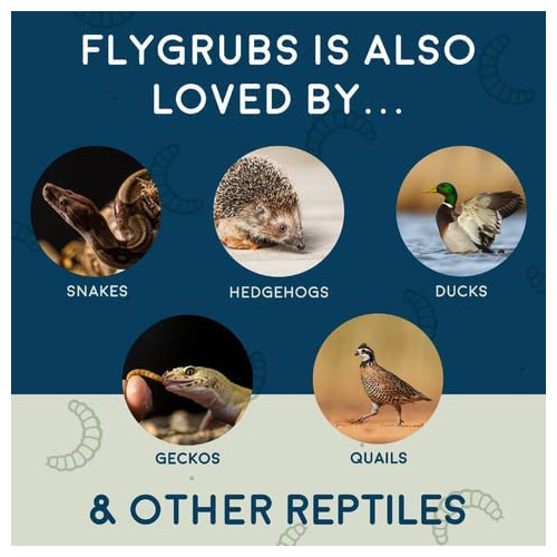 FLYGRUBS | Dried Black Soldier Fly Grubs for Birds Hens Ducks Reptiles (5 lb) -  Non-GMO - 85X More Calcium Than Meal Worms