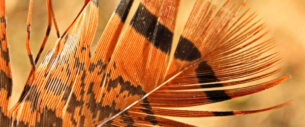 Bird Feather Identification: Know What You Find