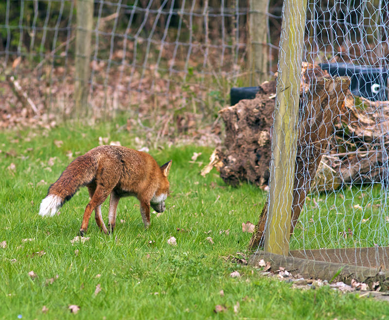 fox foxes chickens predators