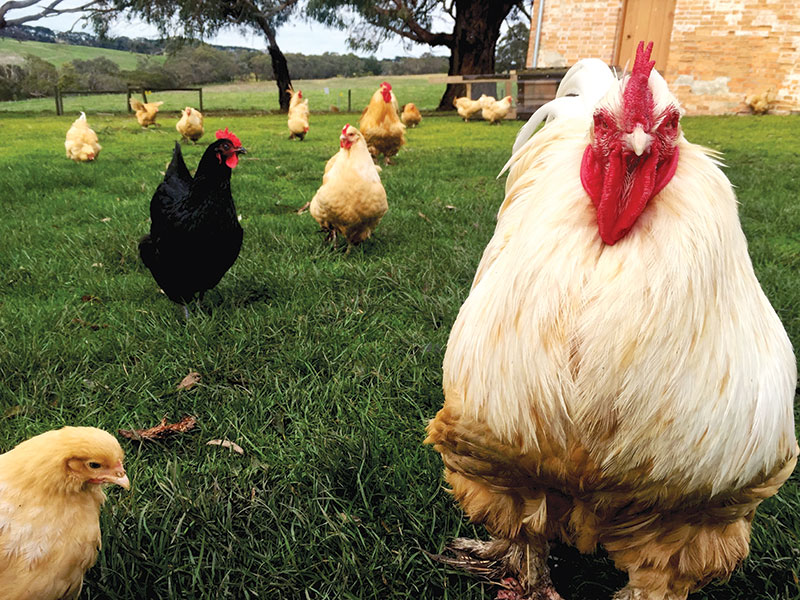 free-range-chickens