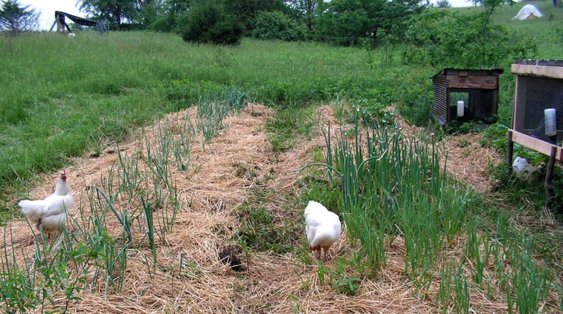 free-range chickens soil benefits