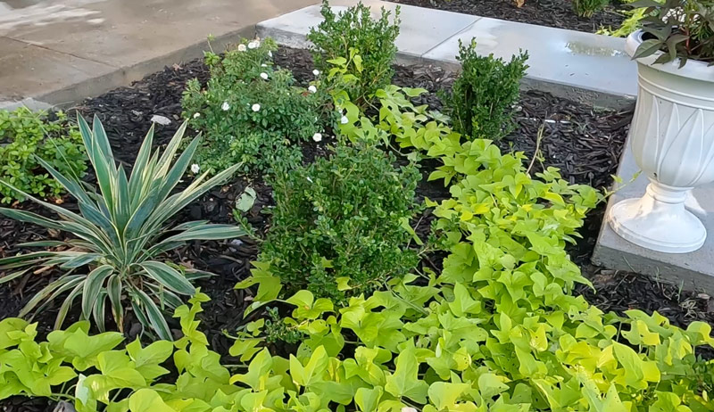 garden fillers filler plants