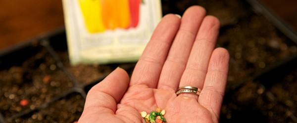 Garden Ideas: Use the Farmers Market As A Guide