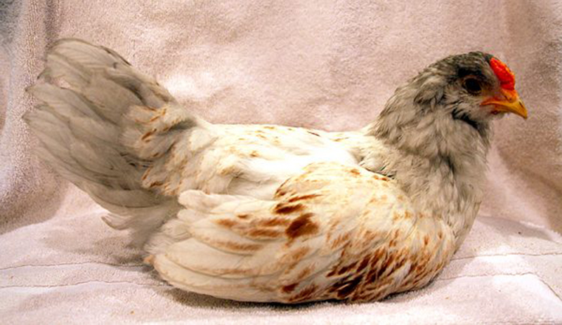 easter egger colored eggs