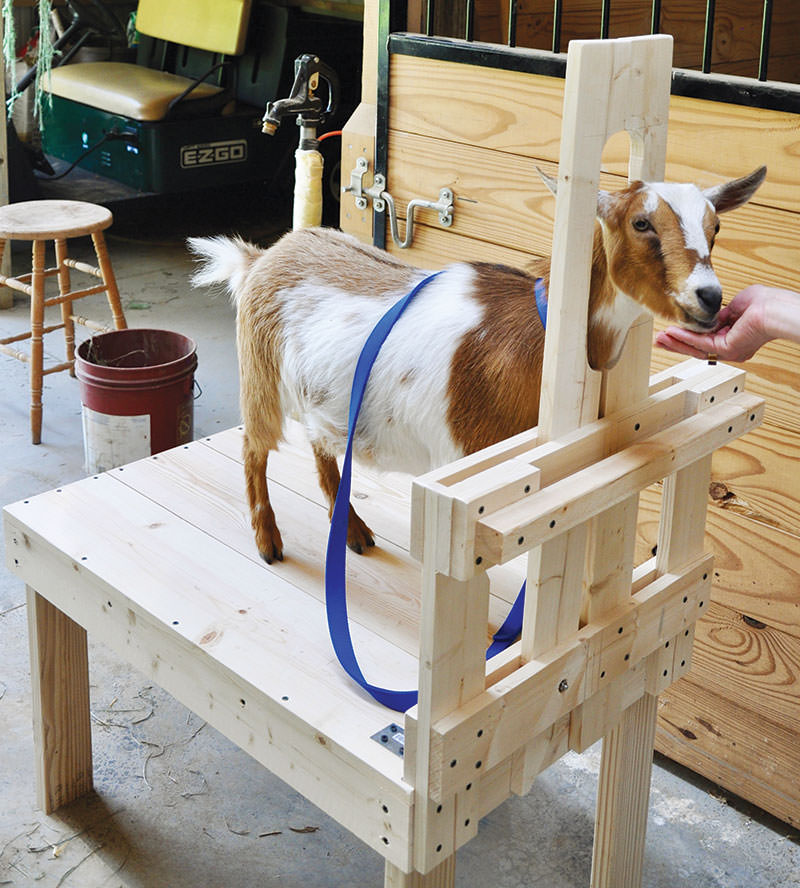 goat in a stanchion being given a treat