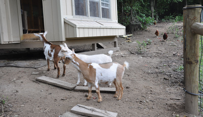 goats chickens pasture pasturing together