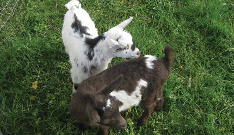 urban goats