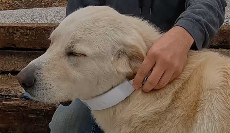 GPS livestock guardian dog dogs