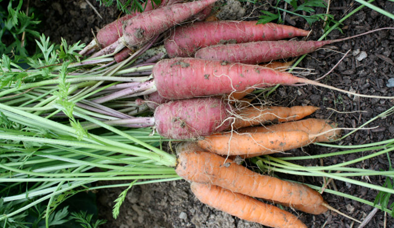 The Best Soil for Carrots: 6 Steps for a Successful Harvest