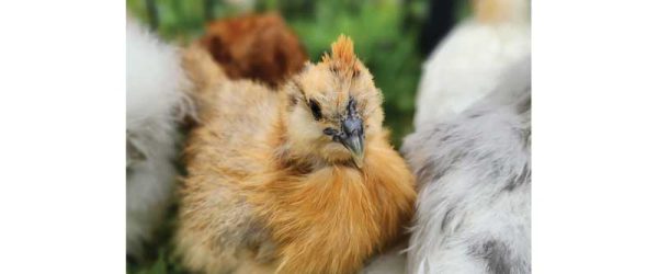 Shutterclucks: Chickens Editors Choose Reader Photos