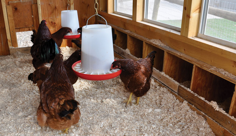 chickens chicken feeder feeders waterer waterers poultry