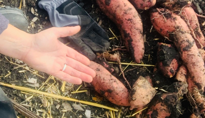 sweet potatoes potato