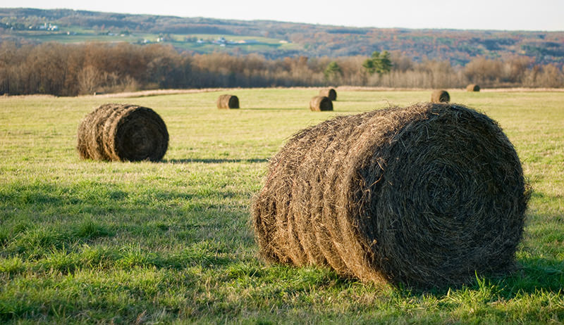 hay bales