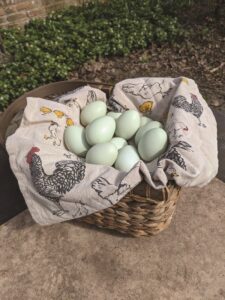 basket of green chicken eggs