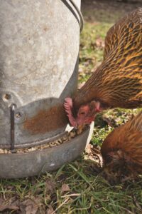 healthy chickens eating from a metal feeder