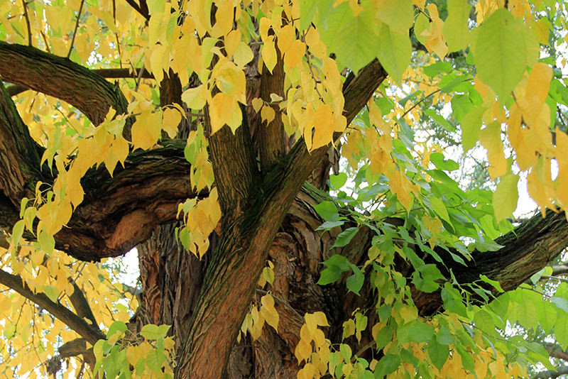 The wood of the osage orange tree was used by settlers to make fencing because it is strong. The wood of the osage orange tree was used by settlers to make fencing because it is strong.