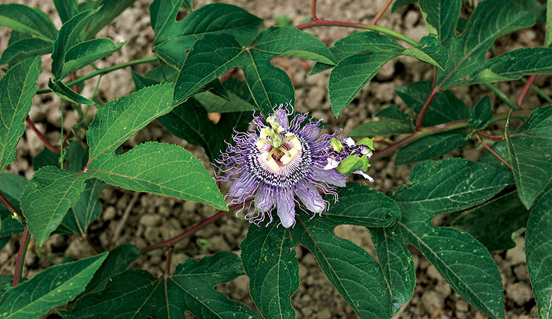 passionflower herbal sleep remedies