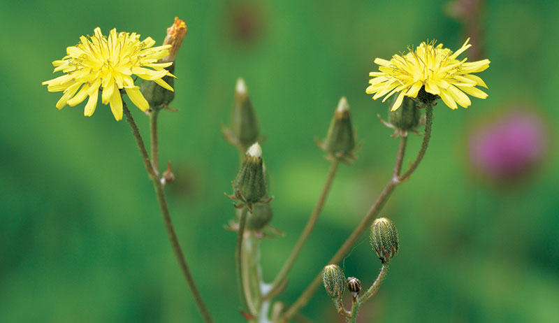 wild lettuce herbal sleep remedies