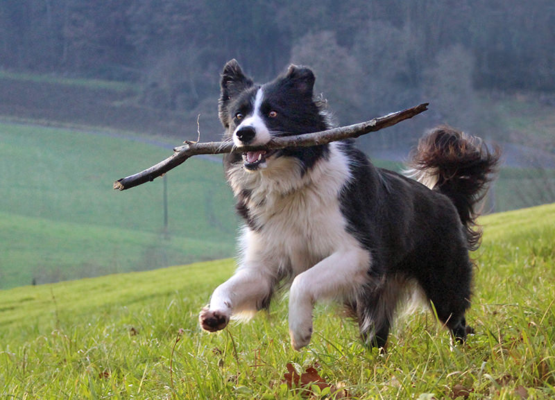 Border Collie herding dog