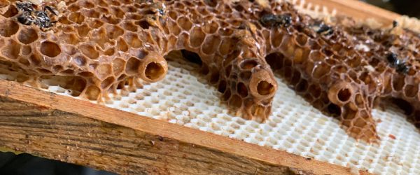 Bee Smarter About Beekeeping With Smart Devices