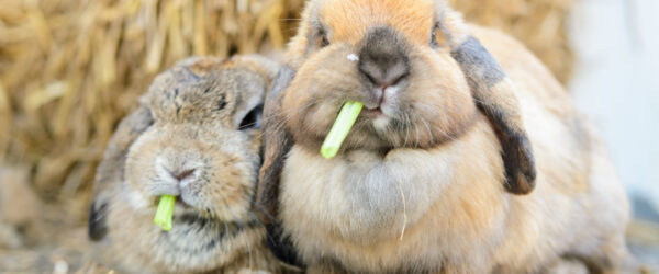 Holland Lop Rabbit: Breed Profile