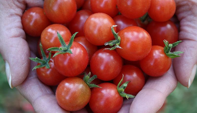 How to Make Homemade Sun-Dried Cherry Tomatoes