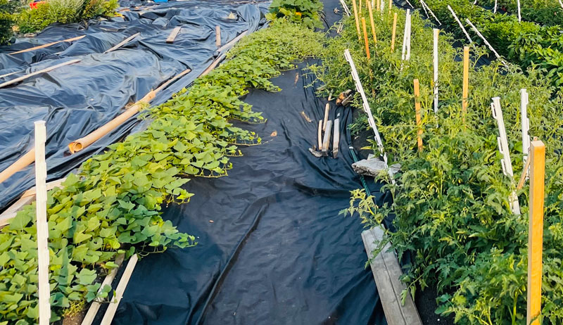 sweet potatoes potato