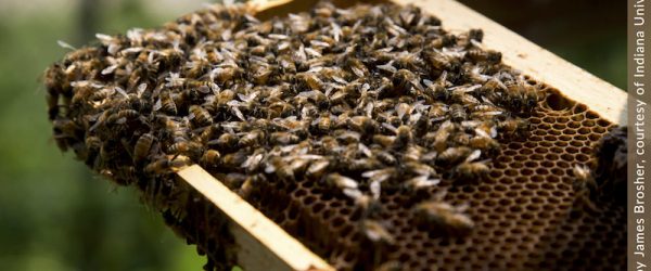 Benefits Of Probiotic B. Apis On Malnourished Bees