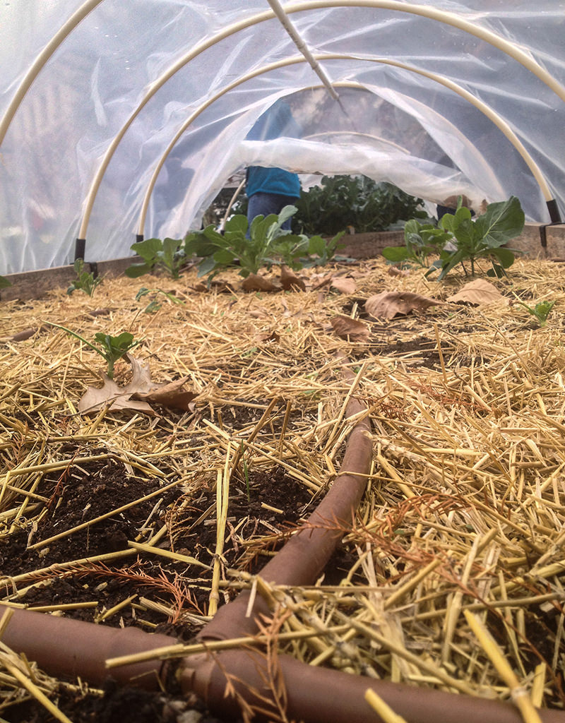Water consistently to ensure hoop-house tomatoes don't wilt and die. Water consistently to ensure hoop-house tomatoes don't wilt and die.
