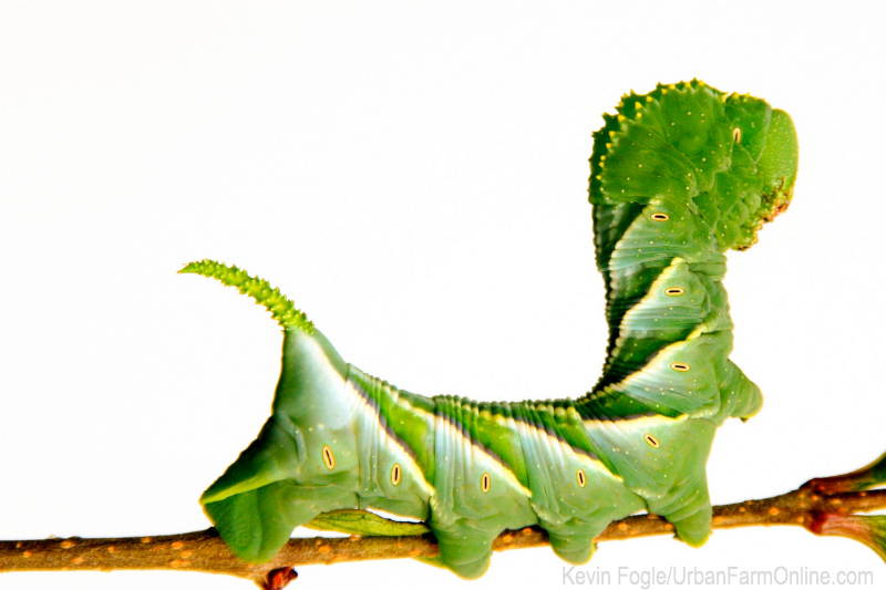 How to Control Hornworms - Photo by Kevin Fogle (UrbanFarmOnline.com) How to Control Hornworms - Photo by Kevin Fogle (UrbanFarmOnline.com)