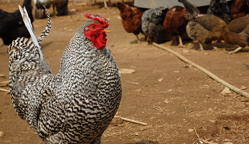 Barred Plymouth Rock chicken breed