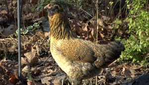 easter-egger-chicken-breed